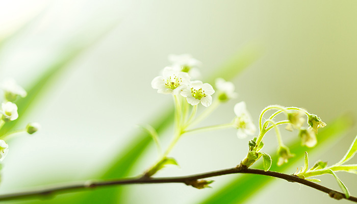 Fiori di Bach