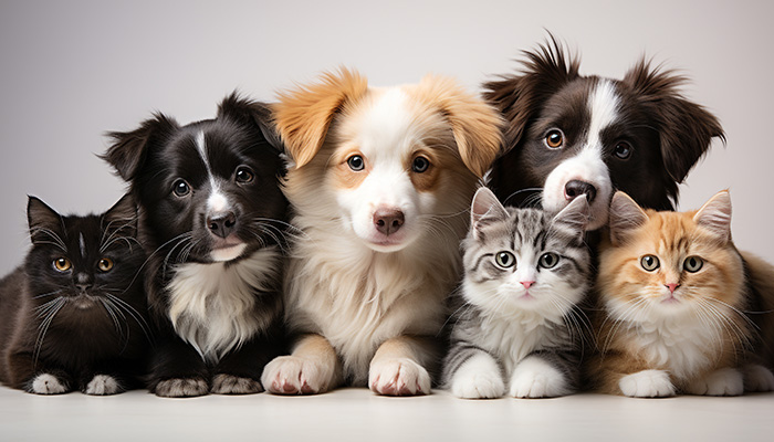 Biorisonanza per animali