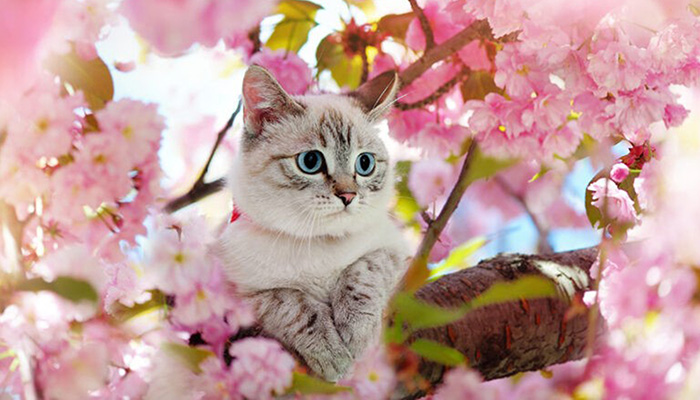 Reiki per animali